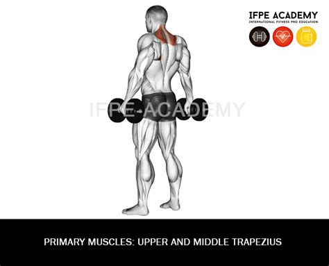 Dumbbell Shrug - IFPE Academy