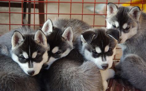 Pomsky Breeders | Pomsky Puppies For Sale