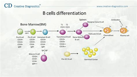 Cell Differentiation Pathway