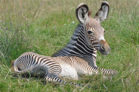 Picture of the day: baby Grevy's zebra