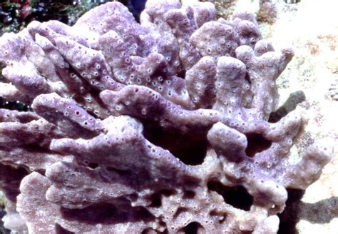 Purple-encrusting sponges - The Australian Museum