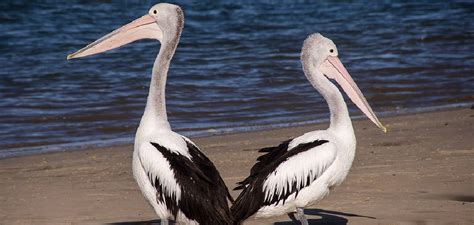 Pelican Spiritual Meaning, Symbolism, and Totem | Explained