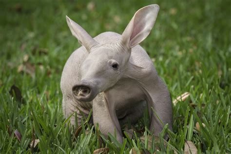 Busch Gardens Tampa Baby Aardvark Feb 2013 - On the Go in MCO