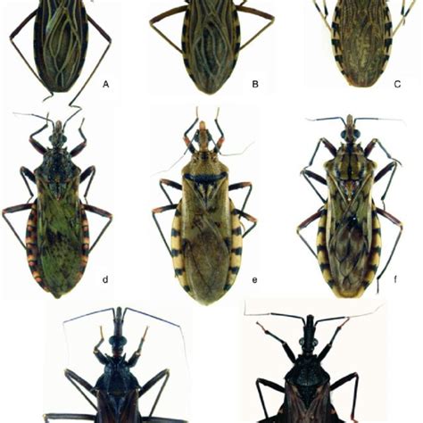 Representative MS spectra of dry specimens from Triatoma infestans,... | Download Scientific Diagram