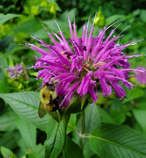 A purple bee balm, doing what bee balm does best -- attracting bees : r ...