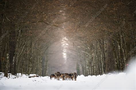 Eurasian wolf pack in snow - Stock Image - C055/7632 - Science Photo ...