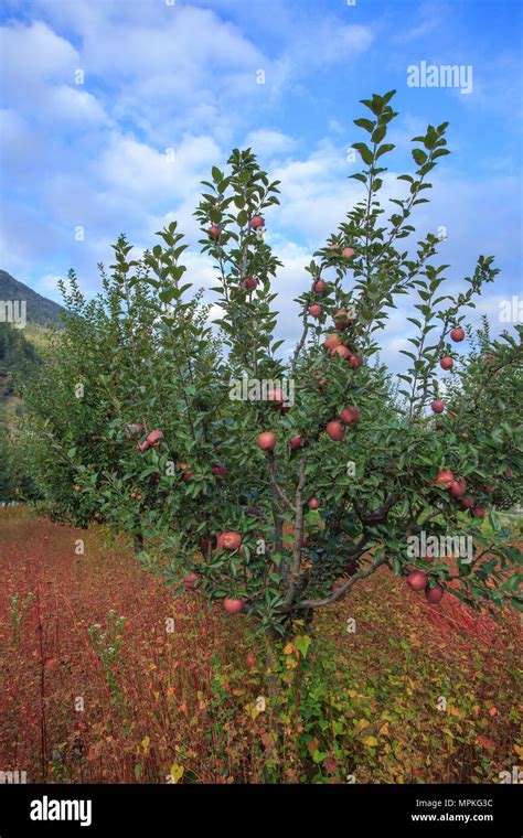 India apple tree hi-res stock photography and images - Alamy