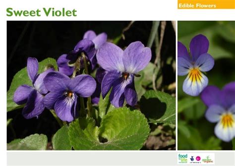 Edible Flower: Sweet Violet - Organic Gardening Guide