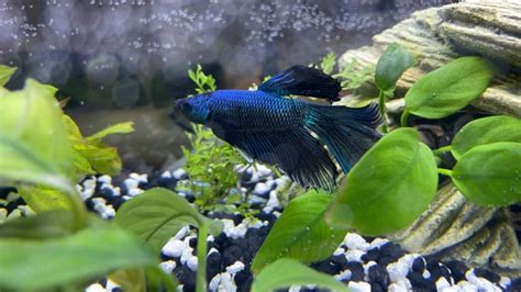 Name ideas related to aliens/outer space/ galaxies? : r/bettafish