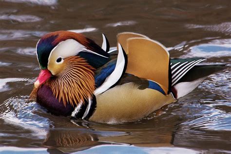 Colorful Mandarin Duck of Central Park, NYC Photograph by Bob Cuthbert ...