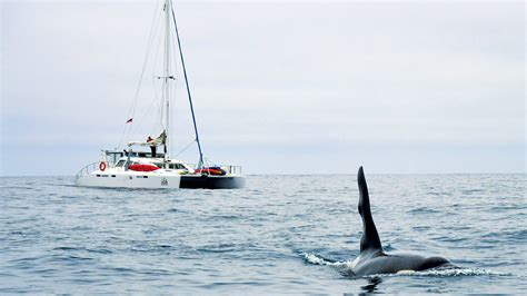 Dealing with orca attacks and how to navigate ‘Orca Alley’ - Yachting ...