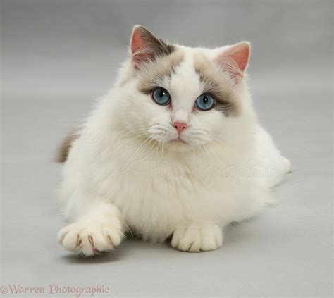 Lilac bicolour Ragdoll cat photo - WP12943