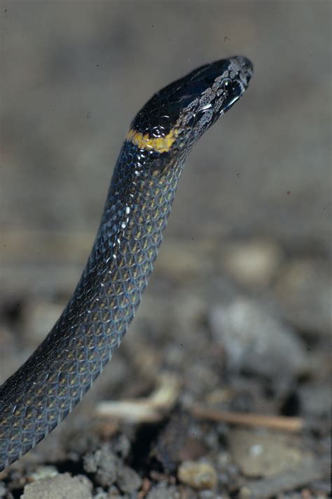 Black Snake With Yellow Spots