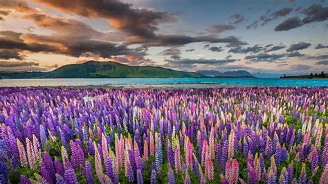 Lupins on the shores of Lake Tekapo in New Zealand. [1920x1080] : wallpaper