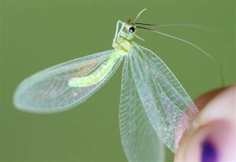 Green Lacewing - What's That Bug?