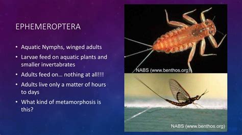 PPT - Ephemeroptera PowerPoint Presentation, free download - ID:2239638