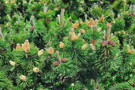 Mugo Pine Pruning - Learn How To Prune A Mugo Pine