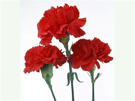 Red Carnation Flower 100 Seeds --Buy 4 Items Free Shipping!