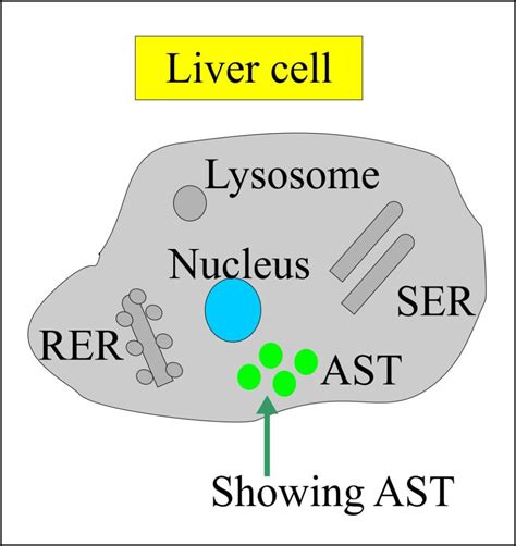 SGOT (Aspartate aminotransferase, AST, Glutamic oxaloacetic Transaminase) – Labpedia.net