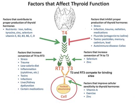 Selenium Deficiency and the Thyroid - Dr. Jeff Whelchel