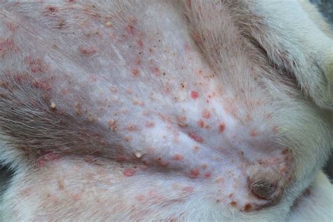 Red Spots on Dog’s Belly: 5 Things to Know