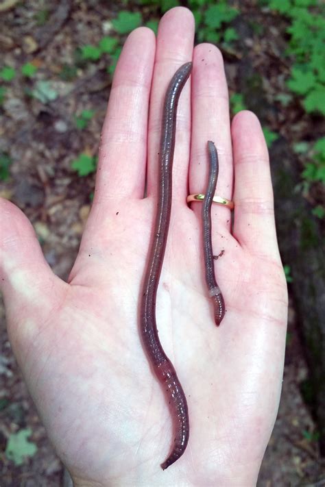 Research Update: Jumping Worms and Sleeping Cocoons | UW Arboretum