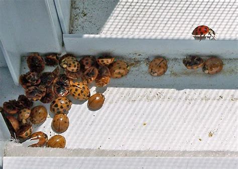 Multicolored Asian Ladybug (Family Coccinellidae) – Field Station