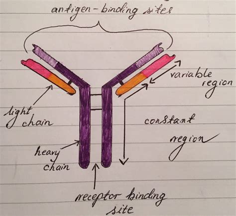 Antigen diagram | Biology notes, Medical student study, Science biology