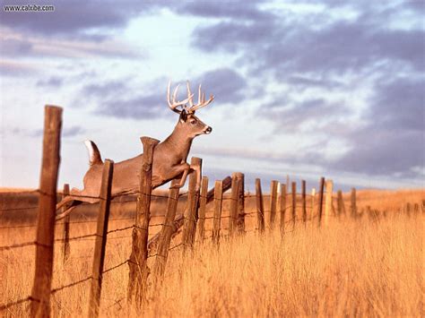 whitetail deer wallpaper | Free Wallpaper and Screensaver