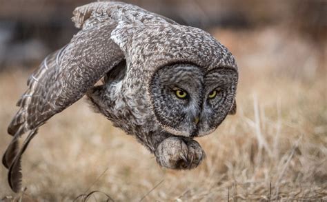 Winners of the 2017 National Geographic Nature Photographer of the Year ...