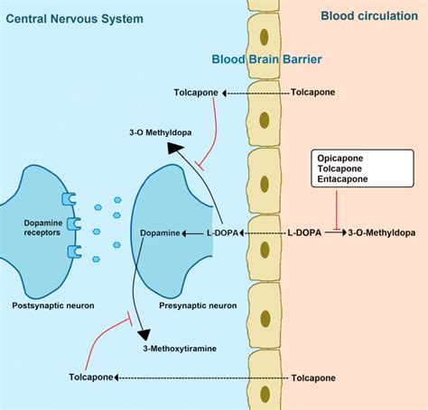 Mechanism of action of tolcapone | Download Scientific Diagram