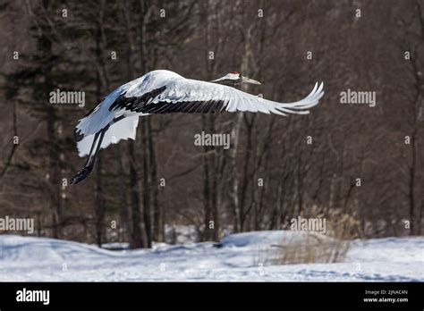 A red-crowned crane flying over a snowy field Stock Photo - Alamy