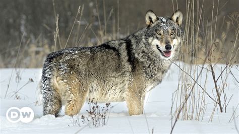 Radioactive Wolves - Wildlife in the Chernobyl Exclusion Zone | DocFilm ...