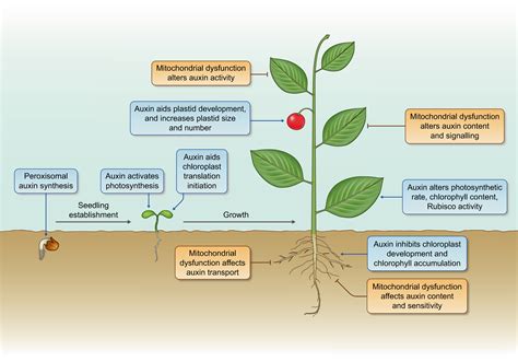 How is auxin linked with cellular energy pathways to promote growth? - Tivendale - 2022 - New ...