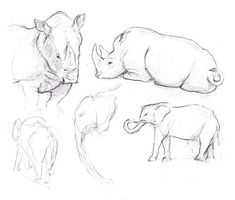 Animals To Sketch