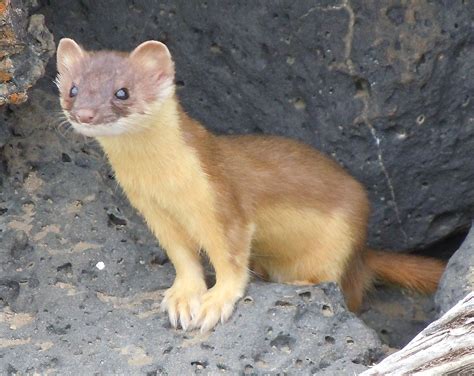 Long-tailed weasel - Wikipedia