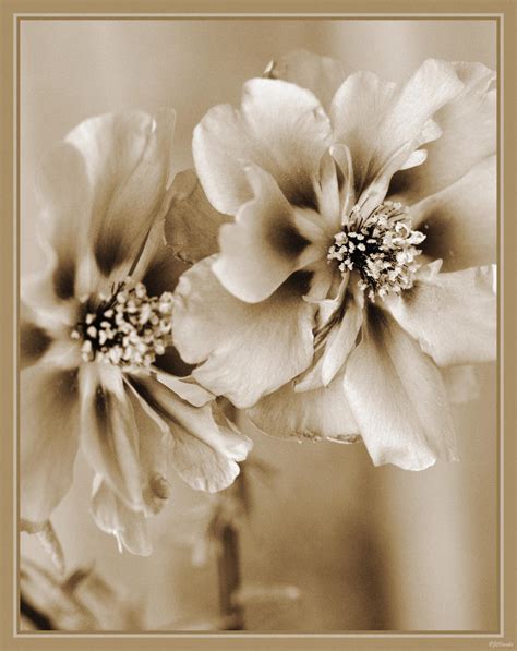 Flowers in Sepia. by Inadesign on DeviantArt