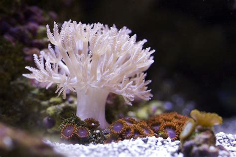 5 Incredible Soft Coral Species | Soft corals, Coral reef, Reef aquarium