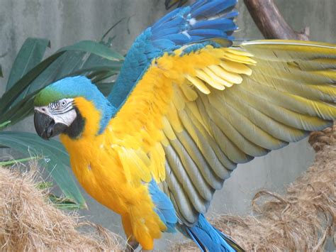 Hello Friends..!: blue and gold macaw