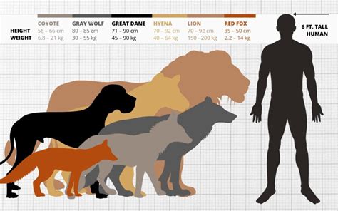 Wolf Size Comparison: How Big Are Wolves vs Dogs, Humans...?