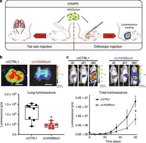 LIN28B-knockout cells are less aggressive in mouse models a Schematic... | Download Scientific ...