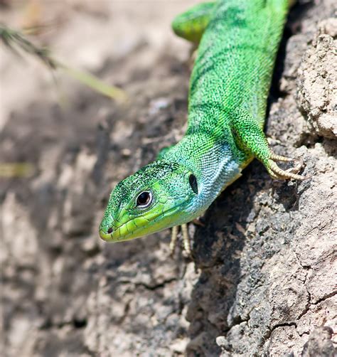 green-lizard1 - Greenwings Wildlife Holidays