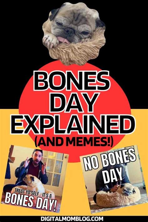 Bones Day Memes & 5 Fun Things About Noodle & This TikTok