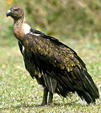 Save Wild Save You: Indian vulture