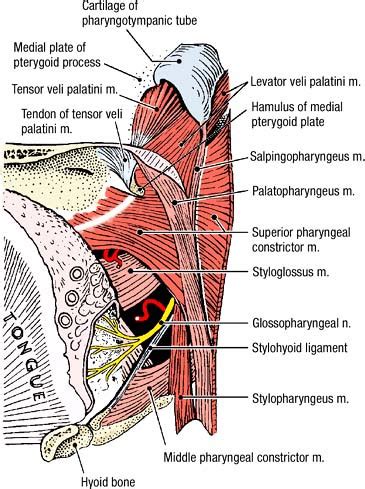 Anatomy: The Neck, The Pharynx and The Larynx Flashcards | Quizlet