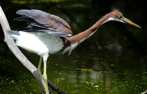 Birding Is Fun!: Fishing heron style...