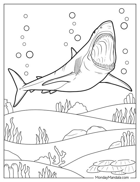 34 Shark Coloring Pages (Free PDF Printables)