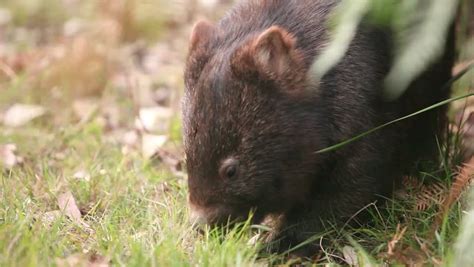 Wombat Stock Footage Video | Shutterstock