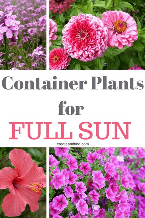 Container Plants for Full Sun