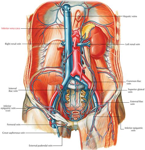 Inferior vena cava anatomy, function, filter & inferior vena cava syndrome